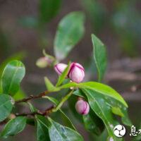 おがたまの花１