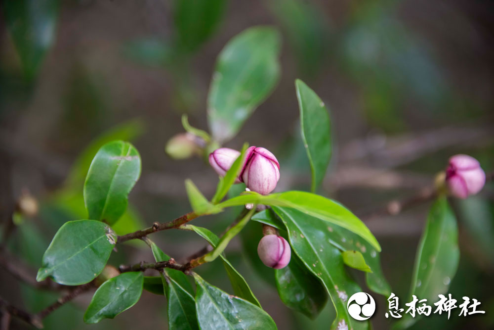 おがたまの花１